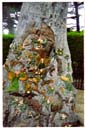 フィッツロイガーデン（フェアリーズツリー）/ Fitzroy Gardens (Fairys Tree)