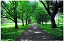 フォークナーパーク / Fawkner Park