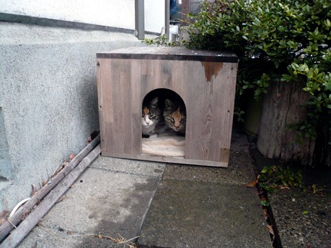うちの猫たち