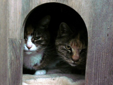 うちの猫たち