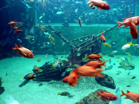 箱根水族館