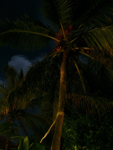 ヤシの木 / Coconut tree