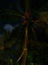 ヤシの木 / Coconut tree