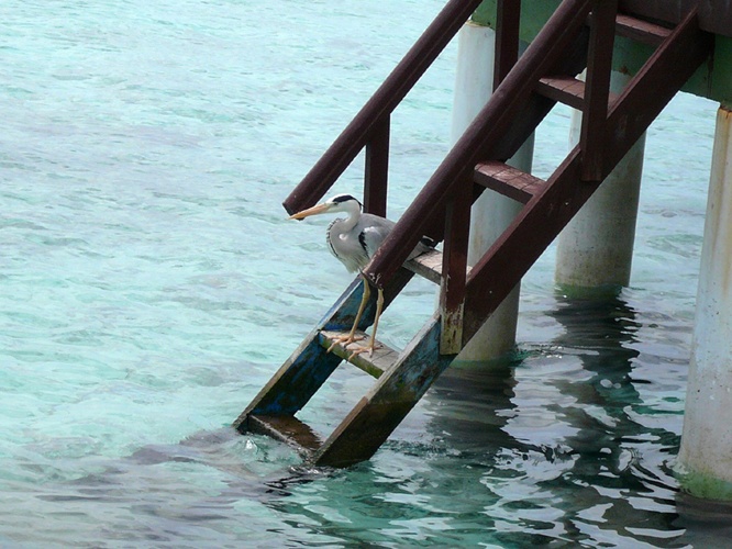 海鳥 / Seabird