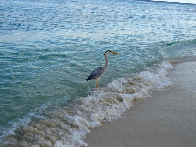 海鳥 / Seabird