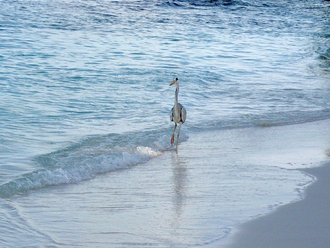 海鳥 / Seabird