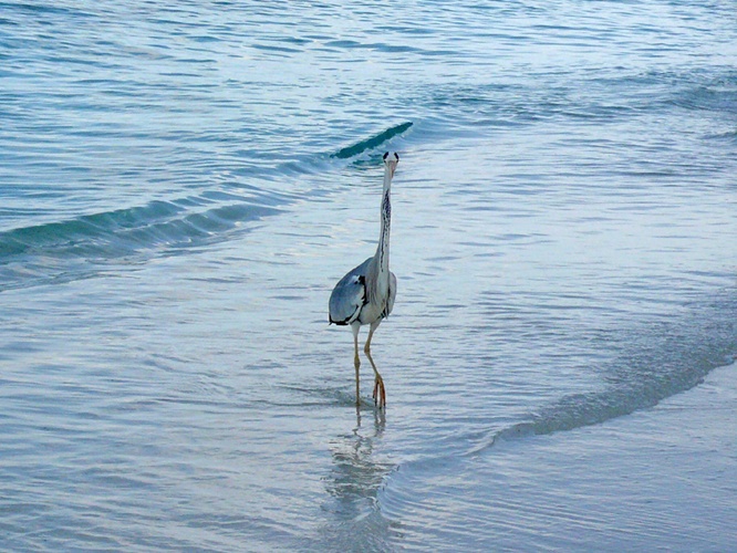 海鳥 / Seabird