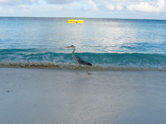 海鳥 / Seabird