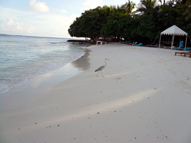 海鳥 / Seabird