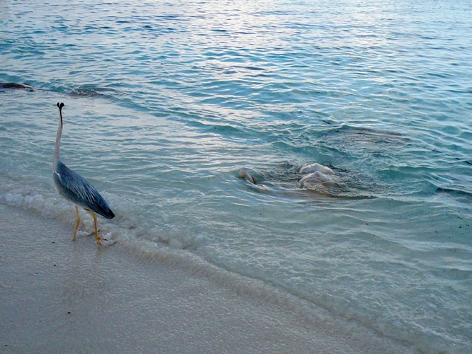 海鳥とエイ / Seabird and Sting Ray