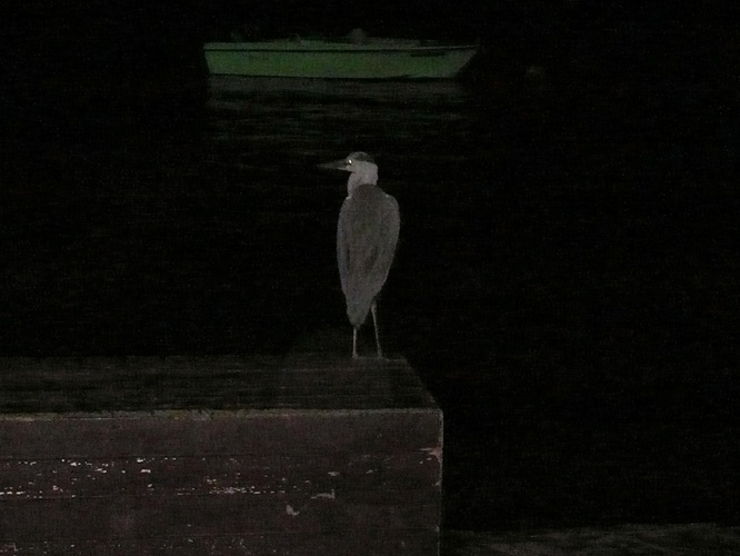 夜の海鳥 / Seabird at night