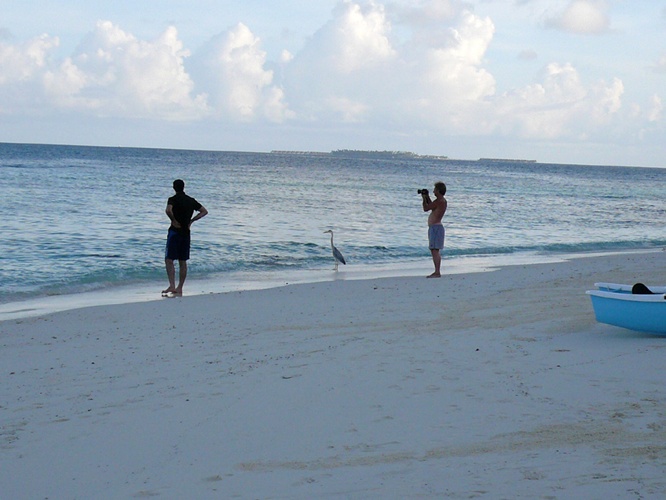 海鳥と人 / Seabird & Person 