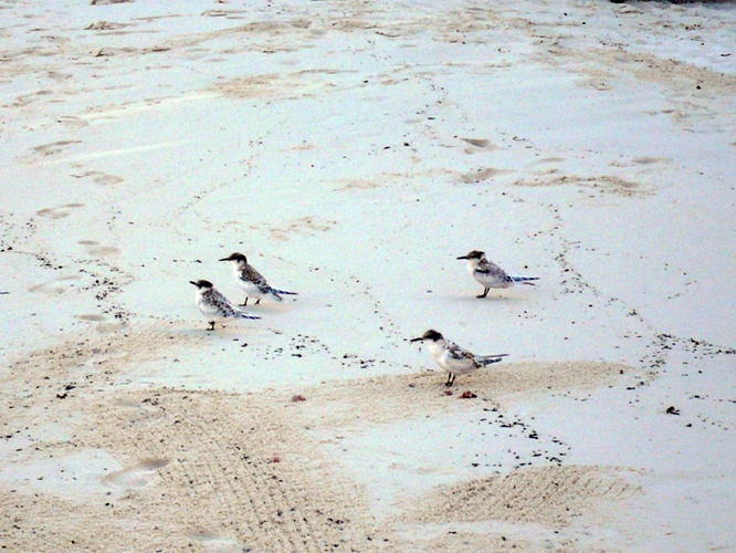 小さい海鳥 / Small Seabird