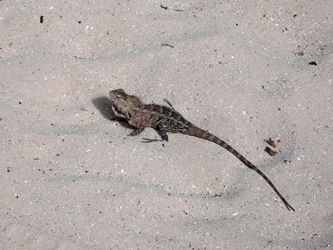 大きなとかげ / Big Lizard