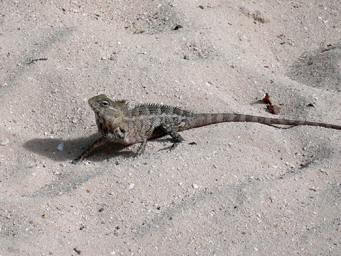 大きなとかげ / Big Lizard