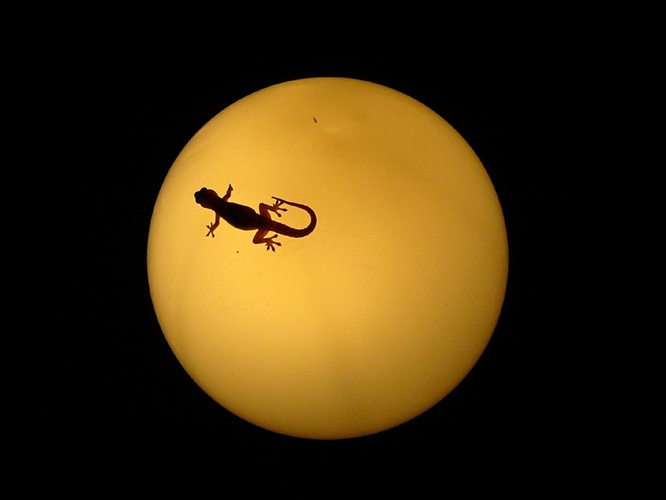 電球で暖まっている小さなとかげ / Small Lizard that gets warm with lamp