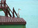 海鳥 / Seabird