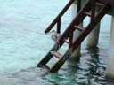 海鳥 / Seabird