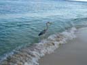 海鳥 / Seabird