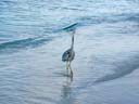 海鳥 / Seabird