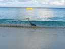 海鳥 / Seabird