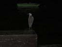 夜の海鳥 / Seabird at night
