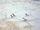 小さい海鳥 / Small Seabird
