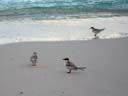 小さい海鳥 / Small Seabird
