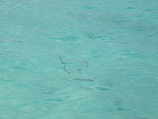 泳いでいる魚たち / Swimming Fish