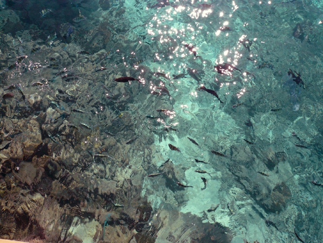 餌に群がる魚たち / Fish crowd food