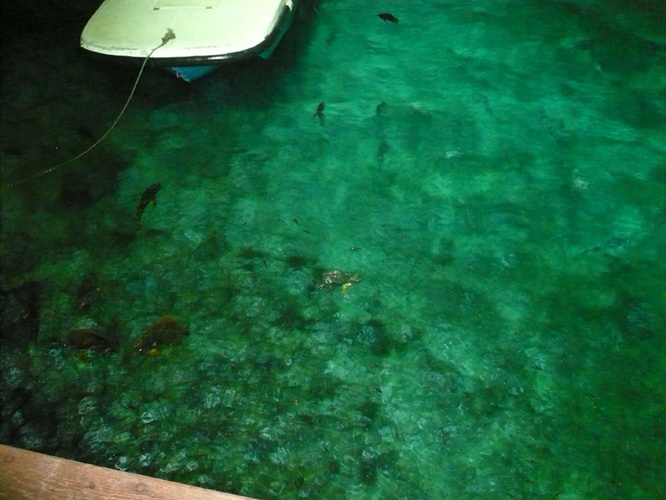 餌に群がる魚たち / Fish crowd food