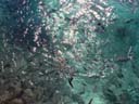 餌に群がる魚たち / Fish crowd food
