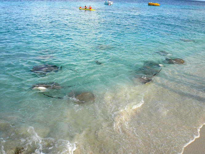 アカエイ / Stingray