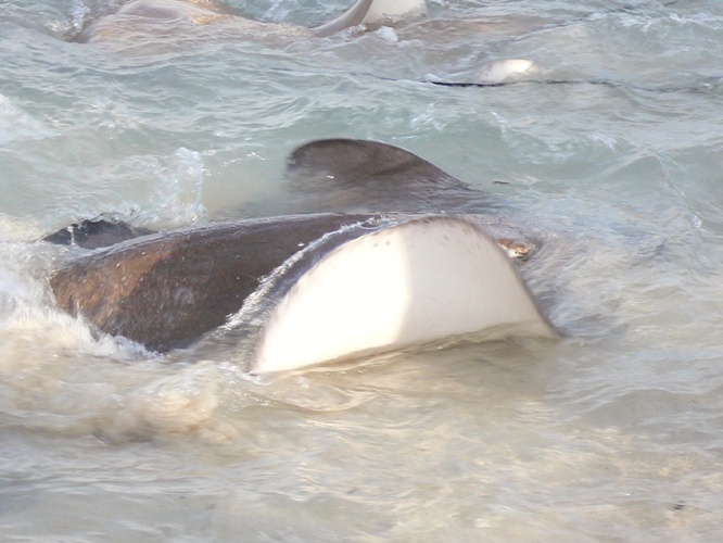 アカエイ / Stingray