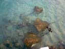 アカエイ / Stingray