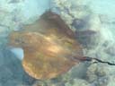 アカエイ / Stingray