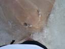 足にぶつかってきたアカエイ / Stingray that has knocked against foot