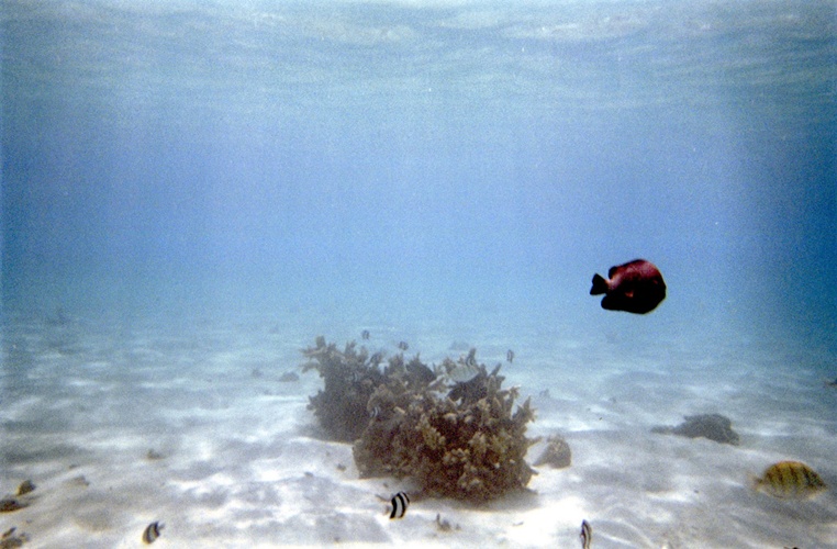 魚と珊瑚 / Fish and Coral