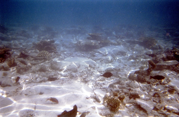 魚と珊瑚 / Fish and Coral