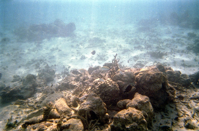 魚と珊瑚 / Fish and Coral