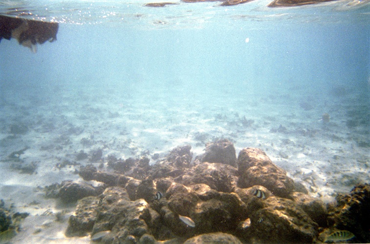 魚と珊瑚 / Fish and Coral