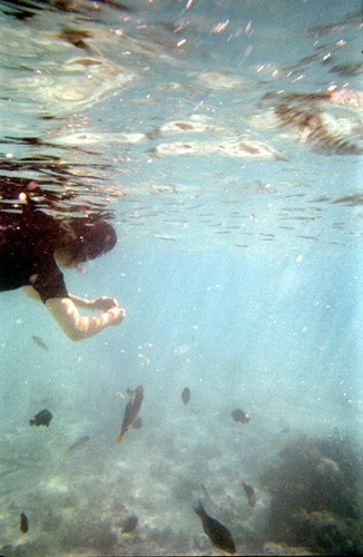海中での餌まき / feeding in the sea