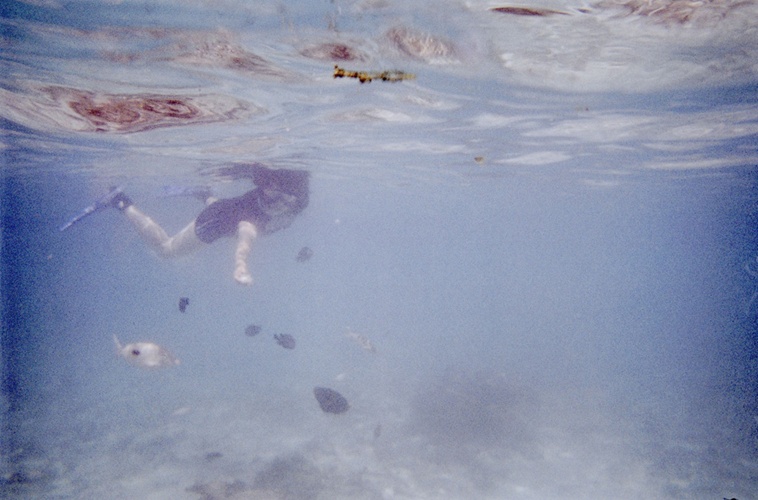 海中での餌まき / feeding in the sea