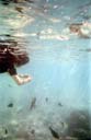 海中での餌まき / feeding in the sea