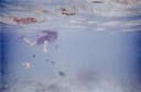海中での餌まき / feeding in the sea